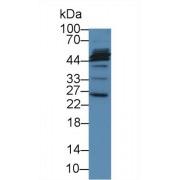 Microfibrillar Associated Protein 2 (MFAP2) Antibody