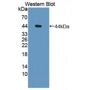 Glia Derived Nexin / GDN (SERPINE2) Antibody