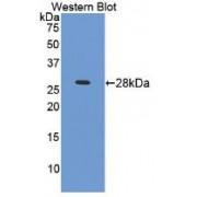 Intercellular Adhesion Molecule 4 (ICAM4) Antibody