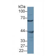 Misato Homolog 1 (MSTO1) Antibody