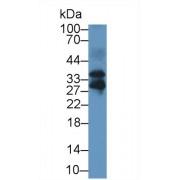 Follistatin Like Protein 3 (FSTL3) Antibody