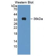Amyloid Beta Precursor Protein Binding Protein B3 (APBB3) Antibody