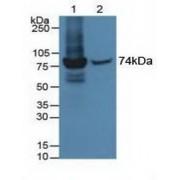 Interferon-Induced GTP-Binding Protein Mx1 (MX1) Antibody