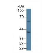 Solute Carrier Family 30, Member 3 (SLC30A3) Antibody