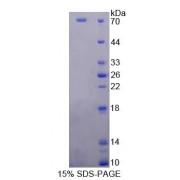 Human Neutral Sphingomyelinase Activation Associated Factor (NSMAF) Protein
