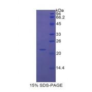 Mouse Interleukin 1 Beta (IL1b) Protein