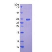 Mouse Semaphorin 7A (SEMA7A) Protein