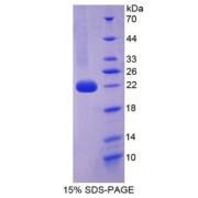 Mouse Interleukin 1 Alpha (IL1a) Protein