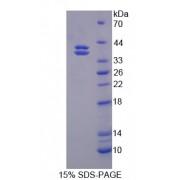 Mouse Cadherin EGF LAG Seven Pass G-Type Receptor 2 (CELSR2) Protein