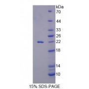 Pig Interleukin 18 (IL18) Protein