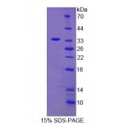 Sheep Interleukin 1 Beta (IL1b) Protein