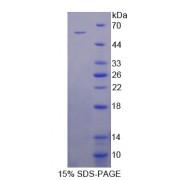 Mouse Microfibrillar Associated Protein 2 (MFAP2) Protein