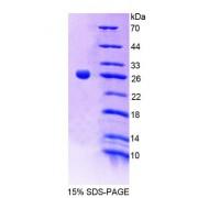Mouse Contactin 2 (CNTN2) Protein
