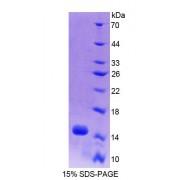Mouse Acylphosphatase 2, Muscle (ACYP2) Protein