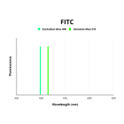 Vascular Endothelial Growth Factor Receptor 2 / VEGFR2 (KDR) Antibody (FITC)