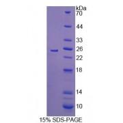Rat Interleukin 17C (IL17C) Protein