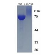 Rat Interleukin 1 Beta (IL1b) Peptide (BSA)
