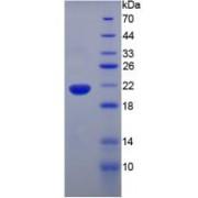 Mouse Tumor Necrosis Factor (TNF) Protein