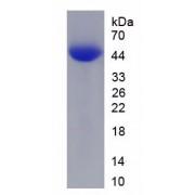 Mouse Calcitonin Gene Related Peptide 2 / CGRP2 (CALCB) Protein