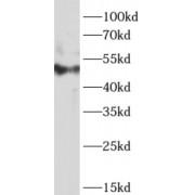 Myc Proto-Oncogene Protein (MYC) Antibody