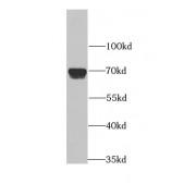 Amyloid Beta Precursor Like Protein 1 (APLP1) Antibody