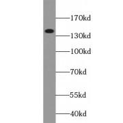 DENN Domain Containing Protein 3 (DENND3) Antibody