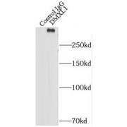 DmX-Like Protein 1 (DMXL1) Antibody