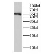 Nuclear Receptor Subfamily 6 Group A Member 1 (NR6A1) Antibody