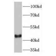 PTB Domain Containing Engulfment Adapter Protein 1 (GULP1) Antibody