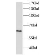 Beta-Hexosaminidase Subunit Alpha (HEXA) Antibody