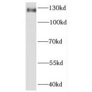 Kin of IRRE-Like Protein 3 (KIRREL3) Antibody