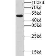 Lysophosphatidic Acid Receptor 4 (LPAR4) Antibody