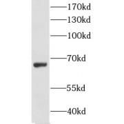 Limbic System-Associated Membrane Protein (LSAMP) Antibody