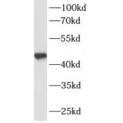 Glia Derived Nexin / GDN (SERPINE2) Antibody