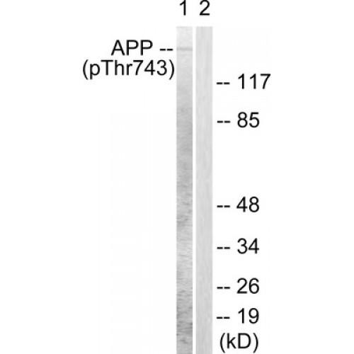 Amyloid beta A4 (Phospho-Thr743 / 668) Antibody