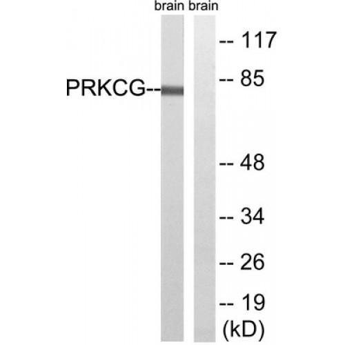 Protein Kinase C Gamma (PRKCG) Antibody