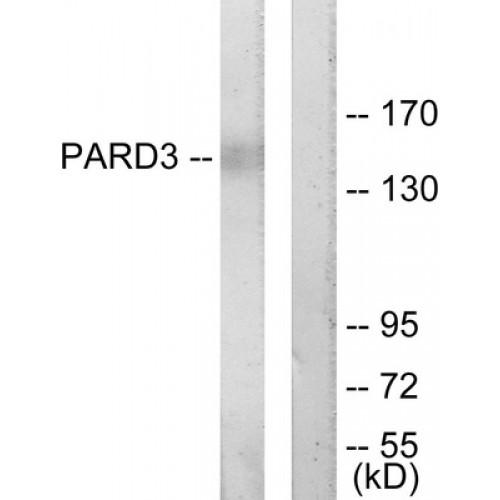 Par-3 Partitioning Defective 3 Homolog (PARD3) Antibody