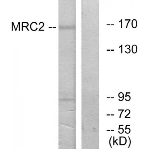 Mannose Receptor C Type 2 (MRC2) Antibody