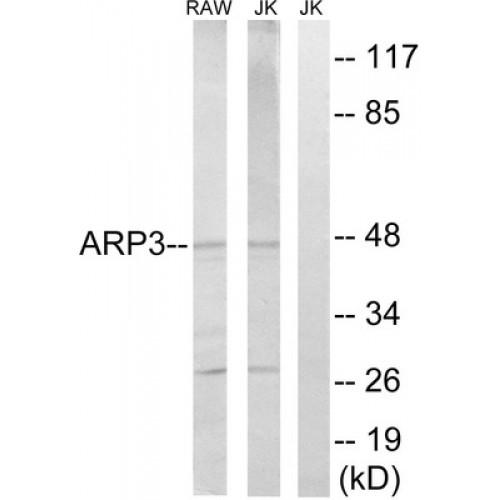 Actin Related Protein 3 (ACTR3) Antibody