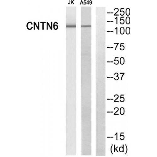 Contactin 6 (CNTN6) Antibody