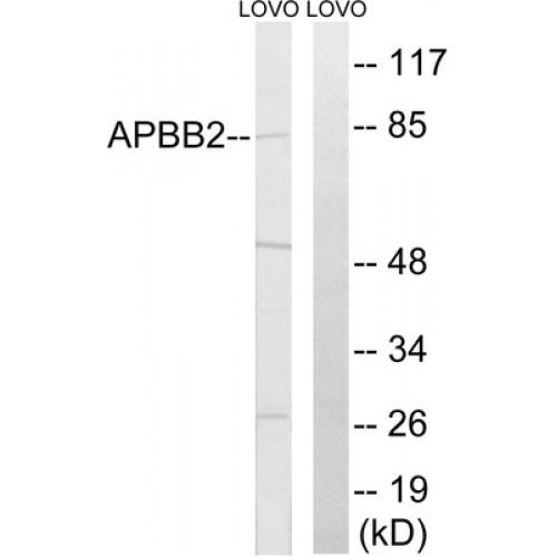 Amyloid Beta Precursor Protein Binding Protein B2 (APBB2) Antibody