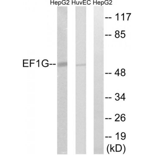 Eukaryotic Translation Elongation Factor 1 Gamma (EEF1G) Antibody
