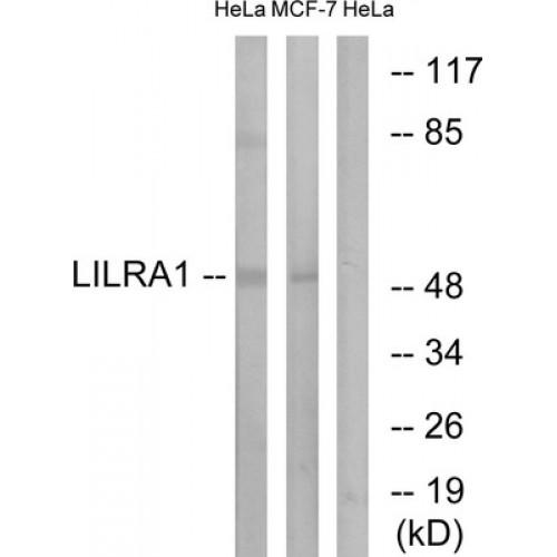 Leukocyte Immunoglobulin Like Receptor A1 (LILRA1) Antibody
