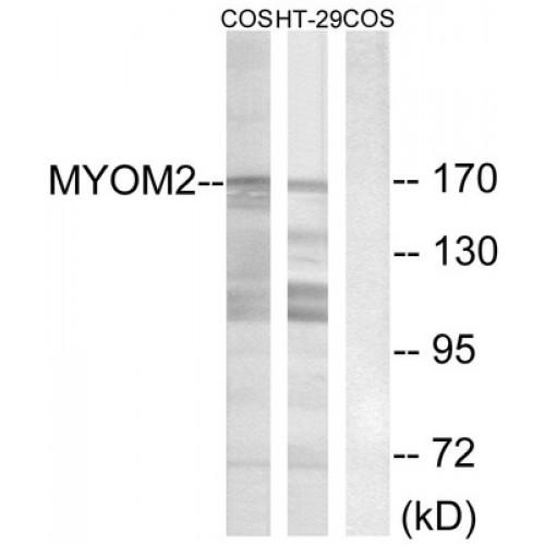 Myomesin 2 (MYOM2) Antibody
