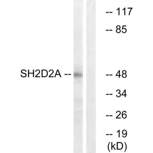 SH2 Domain Containing 2A (SH2D2A) Antibody