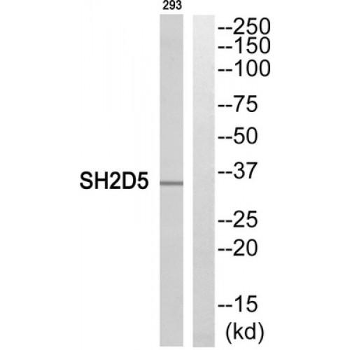 SH2 Domain Containing 5 (SH2D5) Antibody