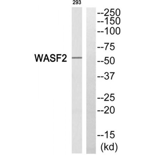 Wiskott Aldrich Syndrome Protein Family Member 2 (WASF2) Antibody