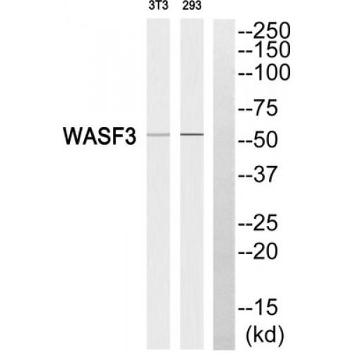 WAS Protein Family Member 3 (WASF3) Antibody