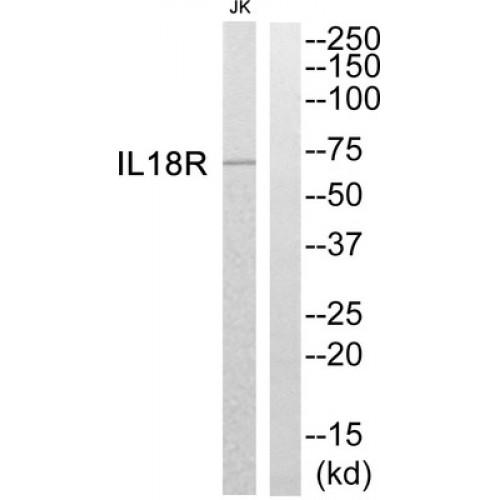 IL18R Antibody