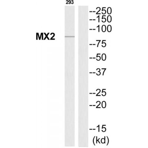 Interferon-Induced GTP-Binding Protein Mx2 (MX2) Antibody